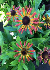 Helenium x 'Carnival'